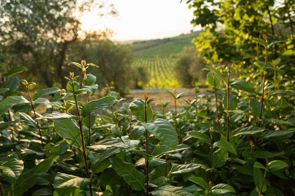 Tenuta Di Monaciano Ponte A Bozzone Kültér fotó